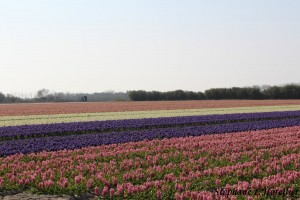 IMG_8144 (Copier)